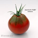 Tomatensorte Japanische Trüffel Schwarz