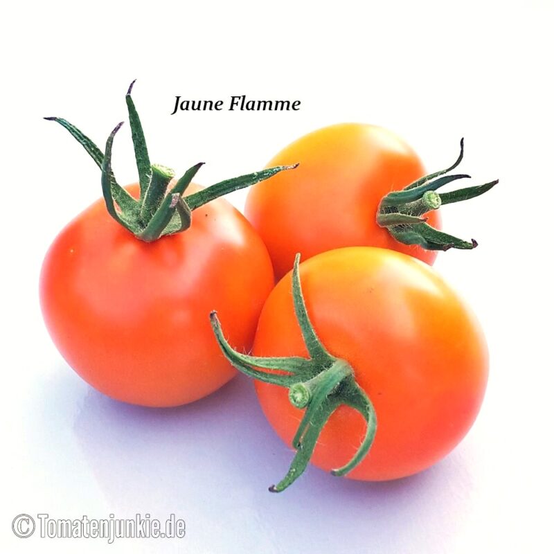 Tomatensorte Jaune Flamme