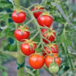 Tomatensorte Justens Süße