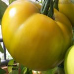 Tomatensorte Kaiserin Sissi
