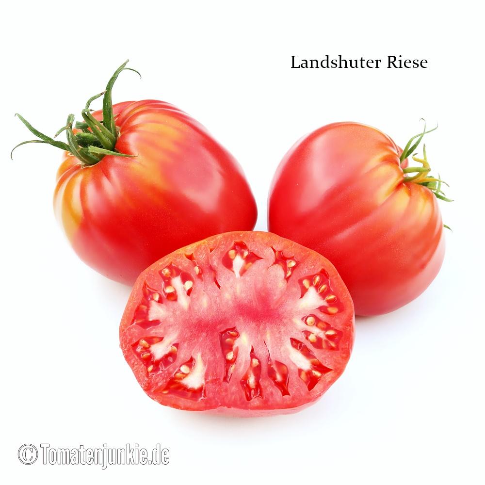 Tomatensorte Landshuter Riese