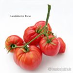 Tomatensorte Landshuter Riese