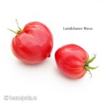 Tomatensorte Landshuter Riese
