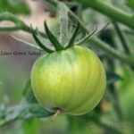 Tomatensorte Lime Green Salad