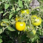 Tomatensorte Lime Green Salad