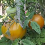 Tomatensorte Lime Green Salad