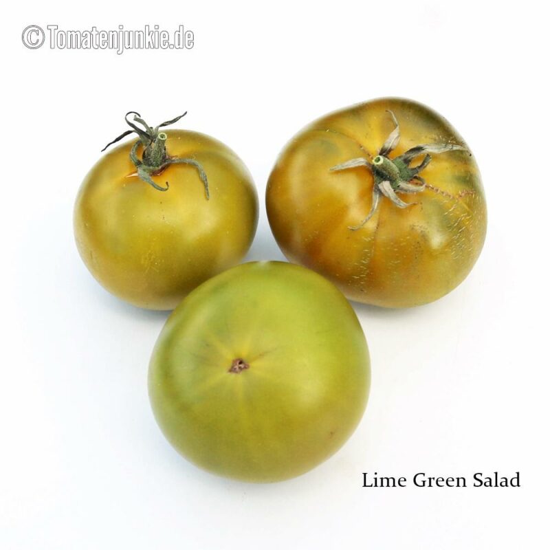 Tomatensorte Lime Green Salad
