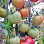 Tomatensorte Lukullus