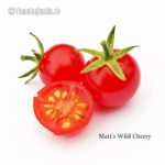 Tomatensorte Matt's Wild Cherry