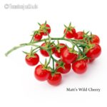 Tomatensorte Matt's Wild Cherry