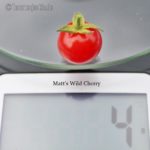 Tomatensorte Matt's Wild Cherry