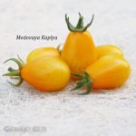 Tomatensorte Medovaya Kaplya