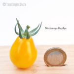 Tomatensorte Medovaya Kaplya