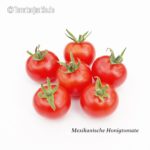 Tomatensorte Mexikanische Honigtomate