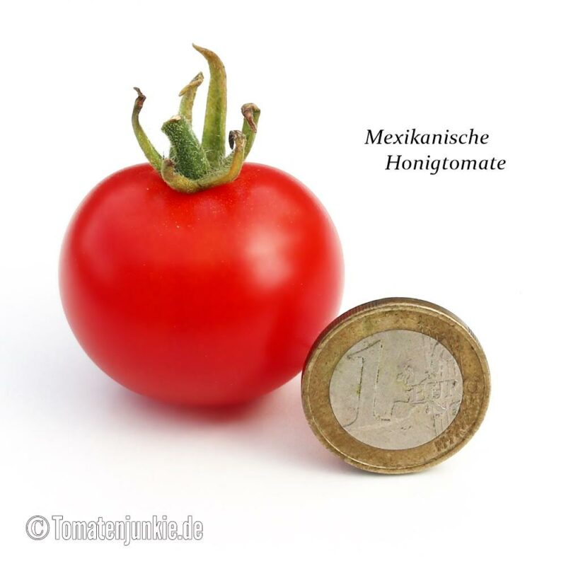 Tomatensorte Mexikanische Honigtomate