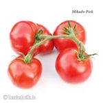 Tomatensorte Mikado Pink