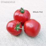 Tomatensorte Mikado Pink