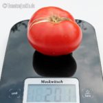 Tomatensorte Moskwitsch
