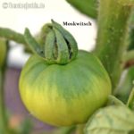 Tomatensorte Moskwitsch