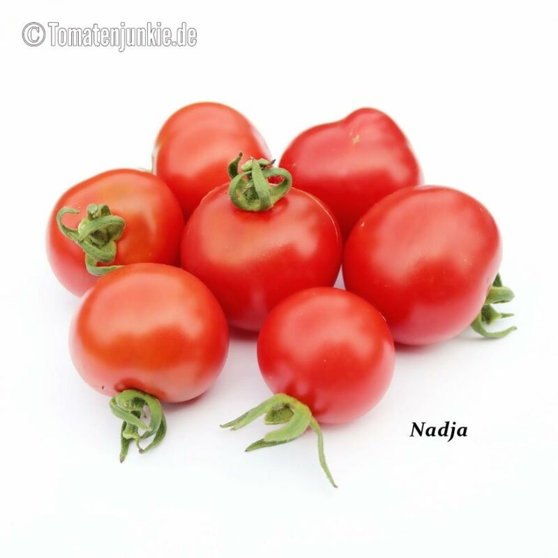 Tomatensorte Nadja