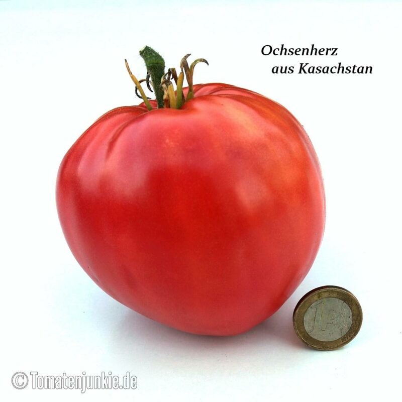 Tomatensorte Ochsenherz aus Kasachstan