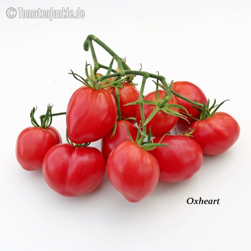 Tomatensorte Oxheart