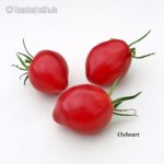 Tomatensorte Oxheart