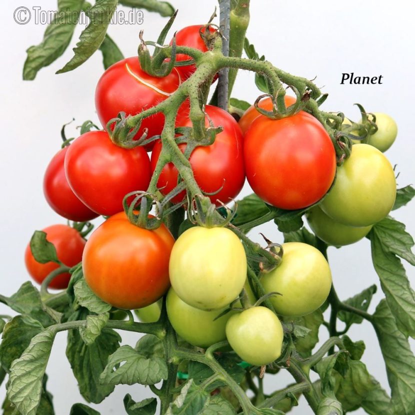 Tomatensorte Planet