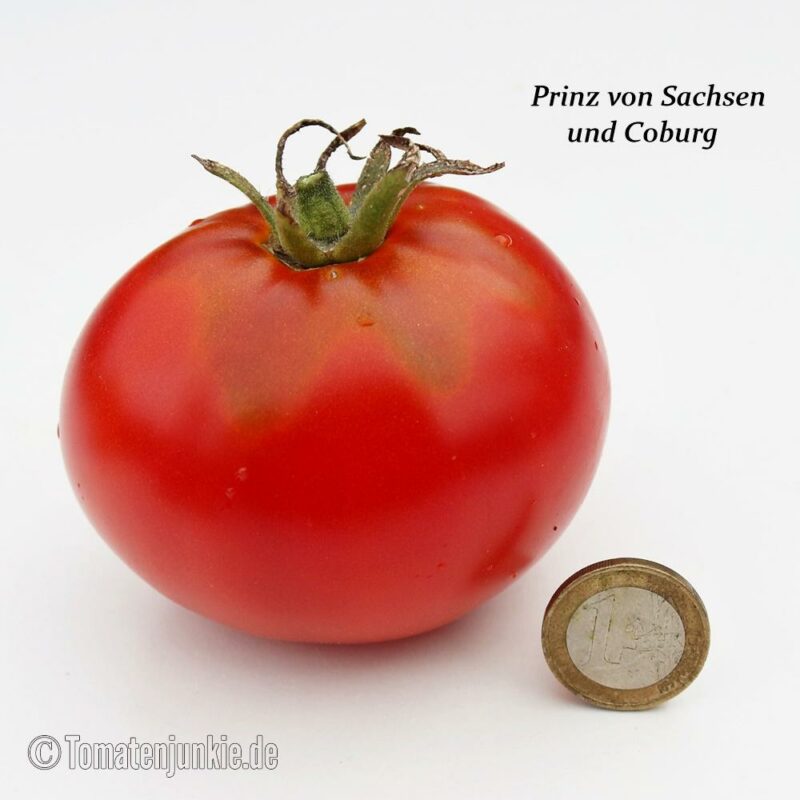 Tomatensorte Prinz von Sachsen & Coburg