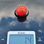 Tomatensorte Red Robin