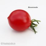 Tomatensorte Riesentraube