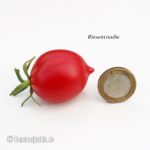 Tomatensorte Riesentraube