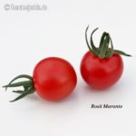 Tomatensorte Rosii Marunte