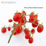 Tomatensorte Rote Johannisbeertomate