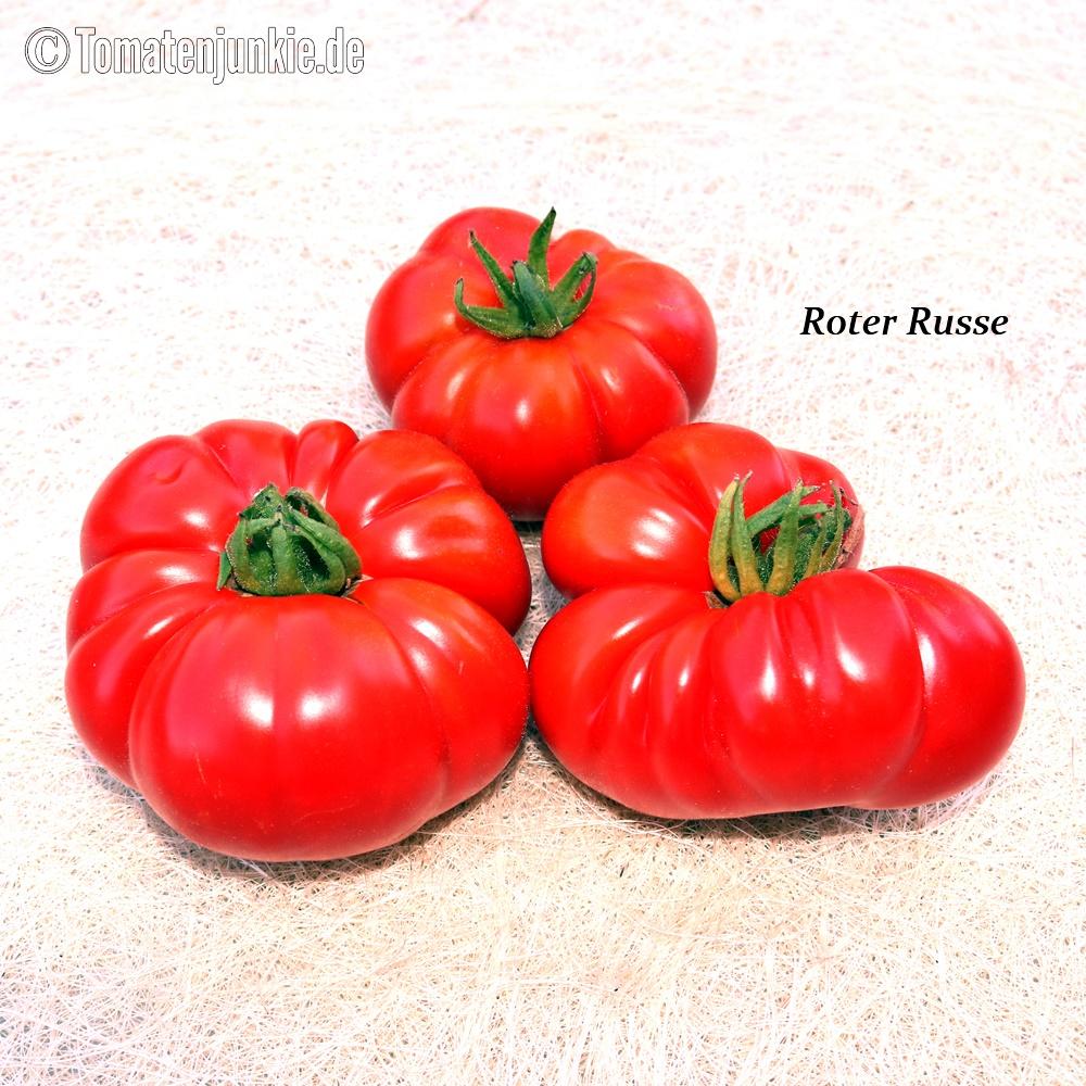 Tomatensorte Roter Russe