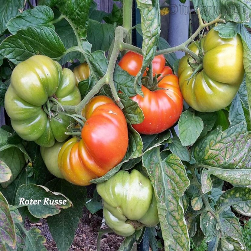 Tomatensorte Roter Russe
