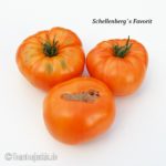 Tomatensorte Schellenberg's Favorit
