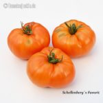 Tomatensorte Schellenberg's Favorit