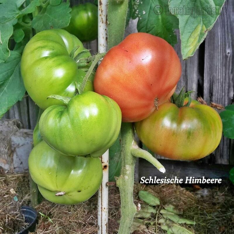 Tomatensorte Schlesische Himbeere