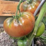 Tomatensorte Schwarze Sarah