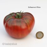Tomatensorte Schwarzer Prinz