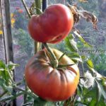 Tomatensorte Schwarzer Prinz