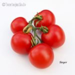 Tomatensorte Sieger