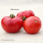 Tomatensorte Silbertanne