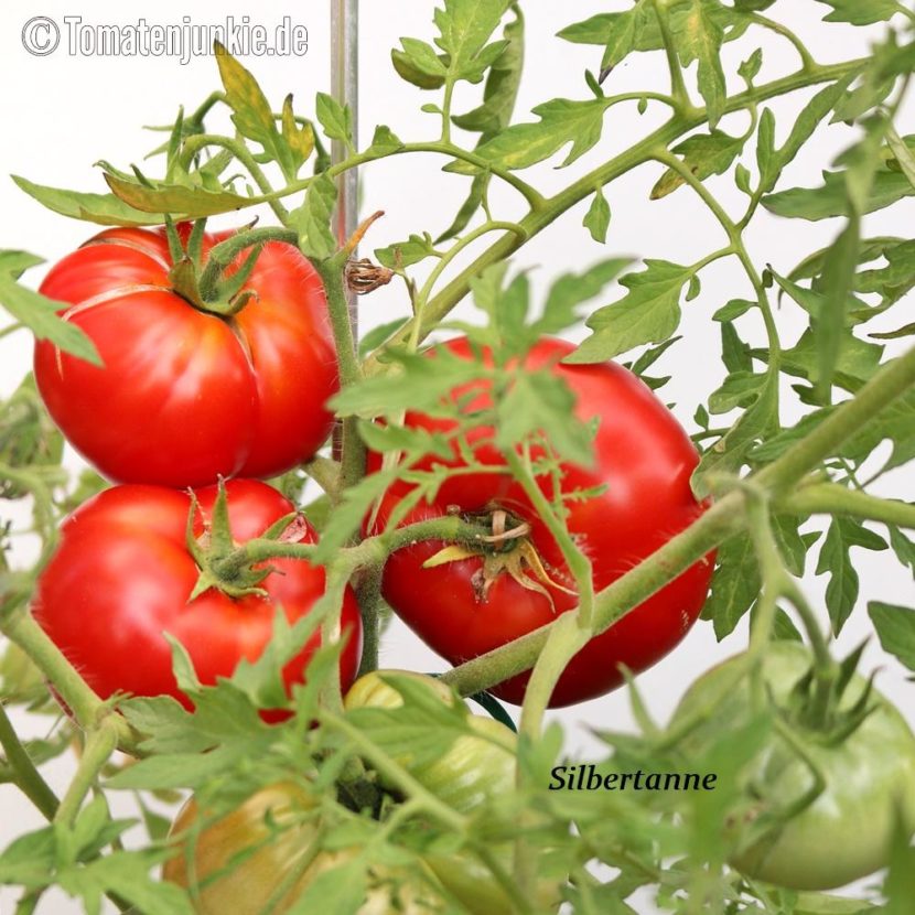 Tomatensorte Silbertanne
