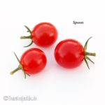 Tomatensorte Spoon