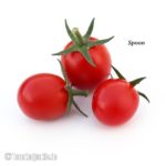 Tomatensorte Spoon
