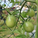 Tomatensorte Spoon