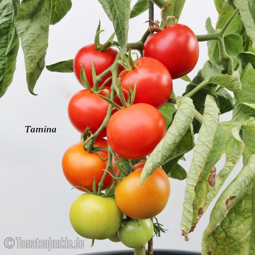 Tomatensorte Tamina