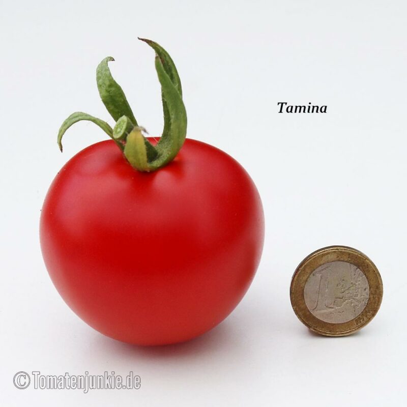 Tomatensorte Tamina